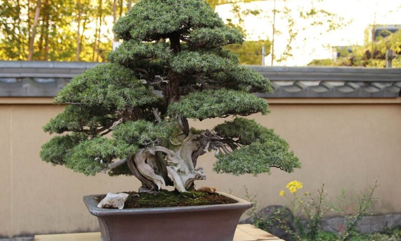 A basic introduction to bonsai soil